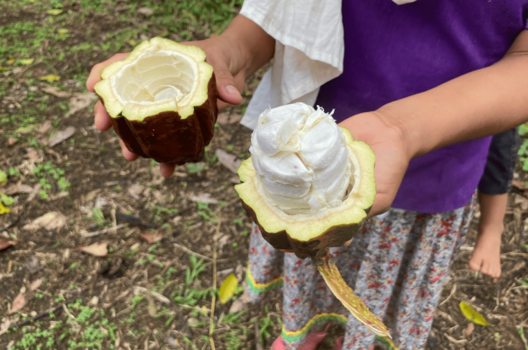  Las mujeres de Sani Warmi muestran la fruta de cacao a los turistas. Foto: Erik Hoffner 